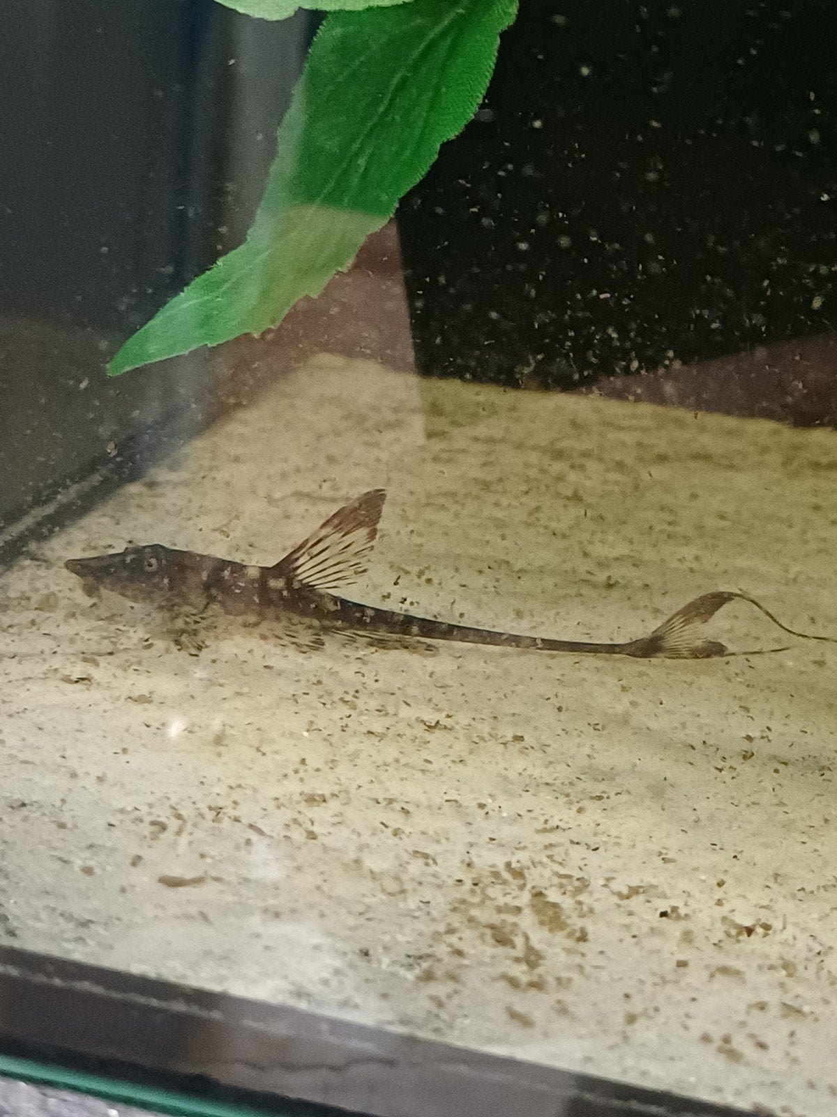 Kortsnuit meerval, Dieren en Toebehoren, Vissen | Aquariumvissen, Vis