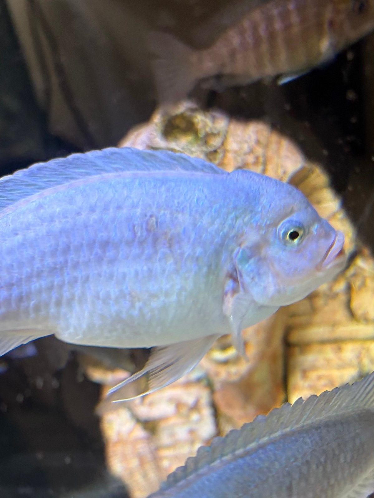 te koop  3 metriaclima callianos, Vis
