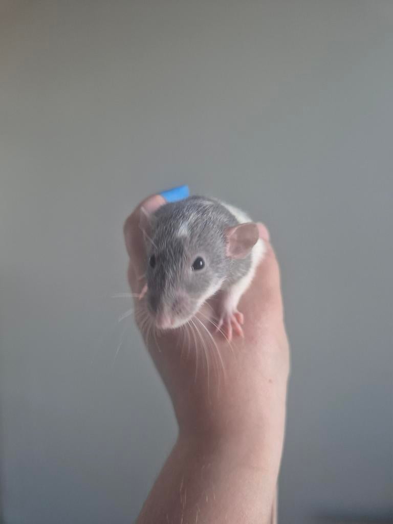 Ratjes,ratten,rittens, Dieren en Toebehoren, Knaagdieren, Rat, Februari, Vrouwelijk, Tam