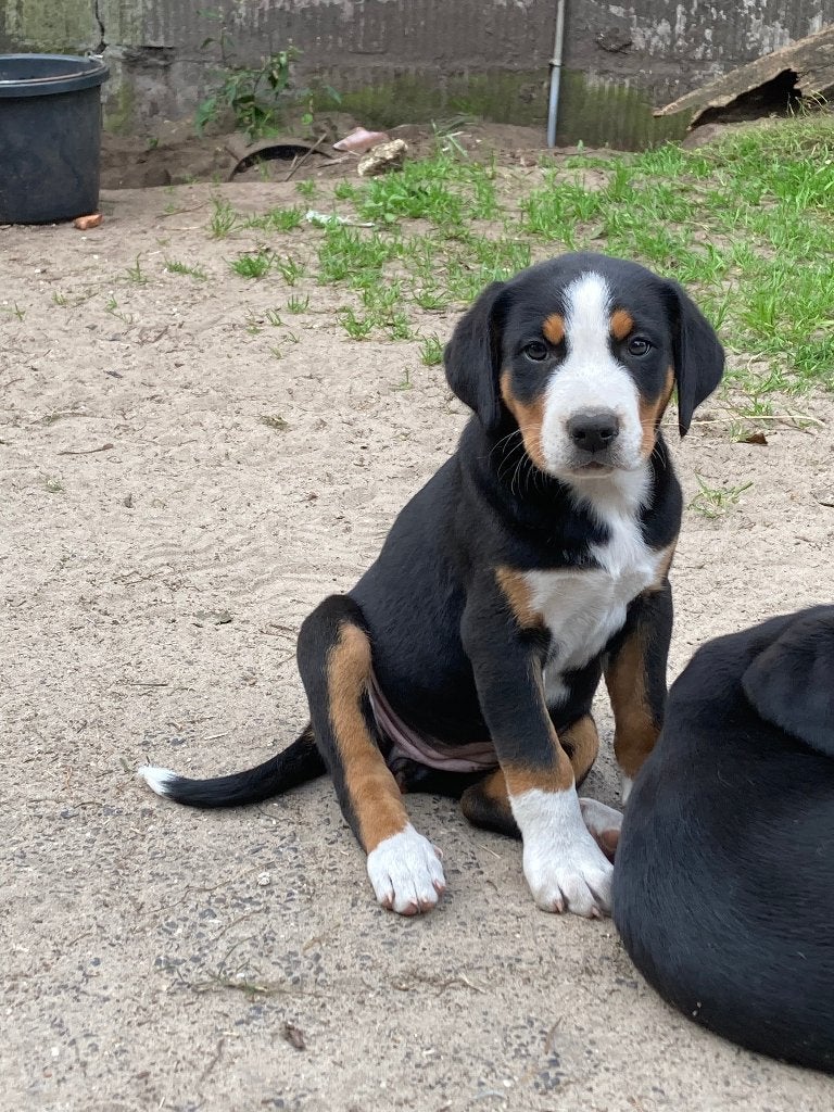 Mooie Appenzeller x Zwitserse Sennen pups, Overige rassen, 8 tot 15 weken, Meerdere, Meerdere dieren
