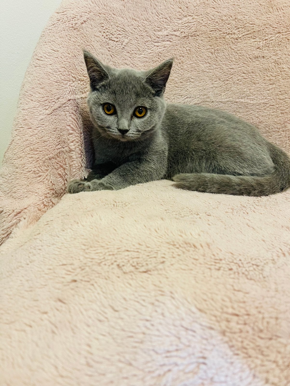 Britse korthaar kittens, Kater, Ontwormd, 0 tot 2 jaar
