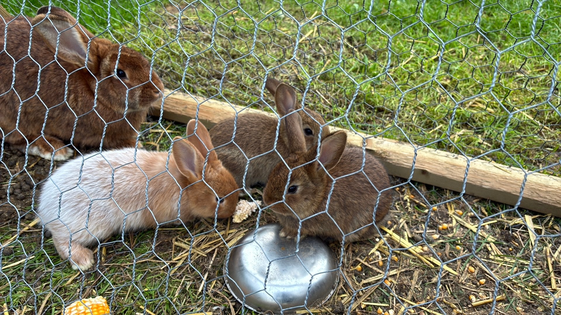 Prachtige jonge konijnen, franse hamgoor x nieuw zeelander, Dieren en Toebehoren, Meerdere dieren, Groot