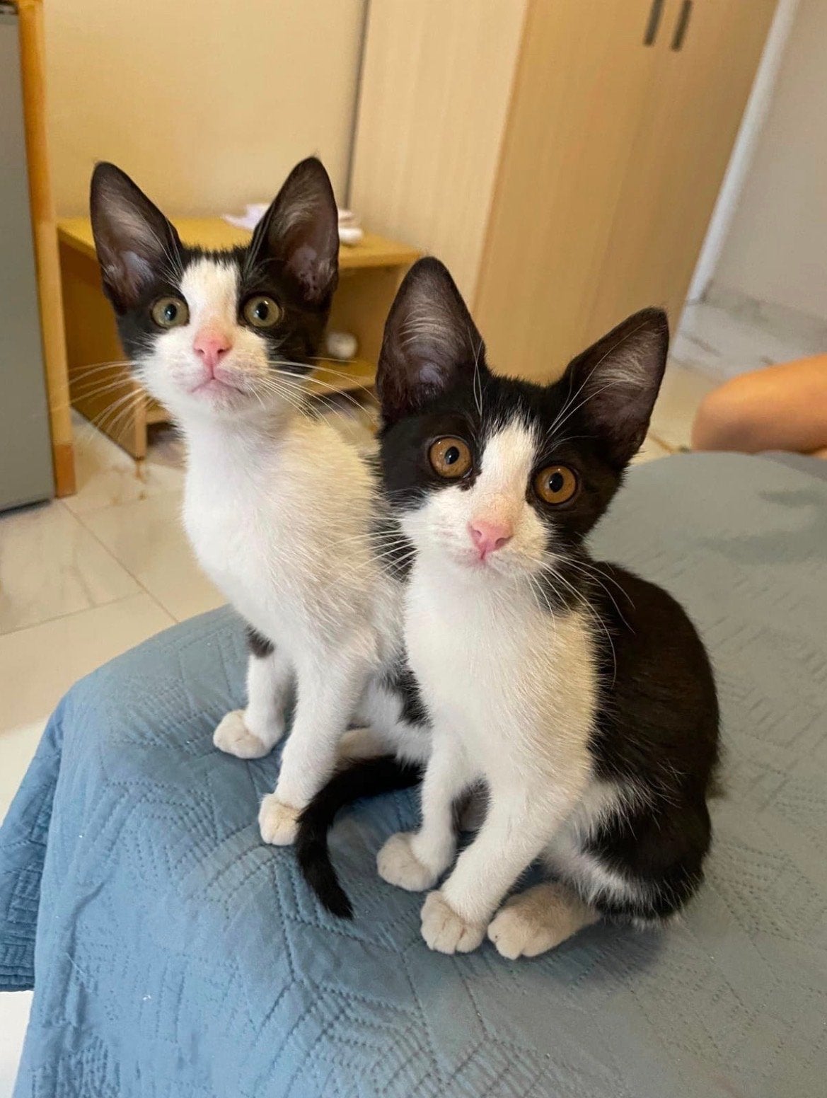 Deze 2 lieve aanhankelijke kittens zoeken een fijn huisje, Dieren en Toebehoren, Katten en Kittens | Overige Katten, Poes
