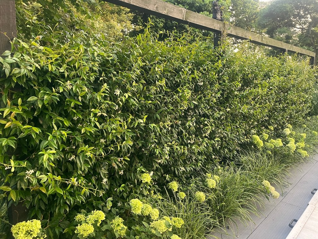 Toscaanse Jasmijn, met licht gele bloem 175 cm hoog!!!!, Ophalen, Volle zon, Vaste plant, Klimplanten