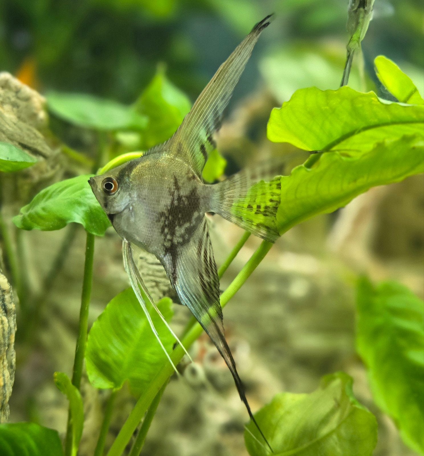 mooie maanvissen Pterophyllum scalare 3 voor €15, Dieren en Toebehoren, Vis