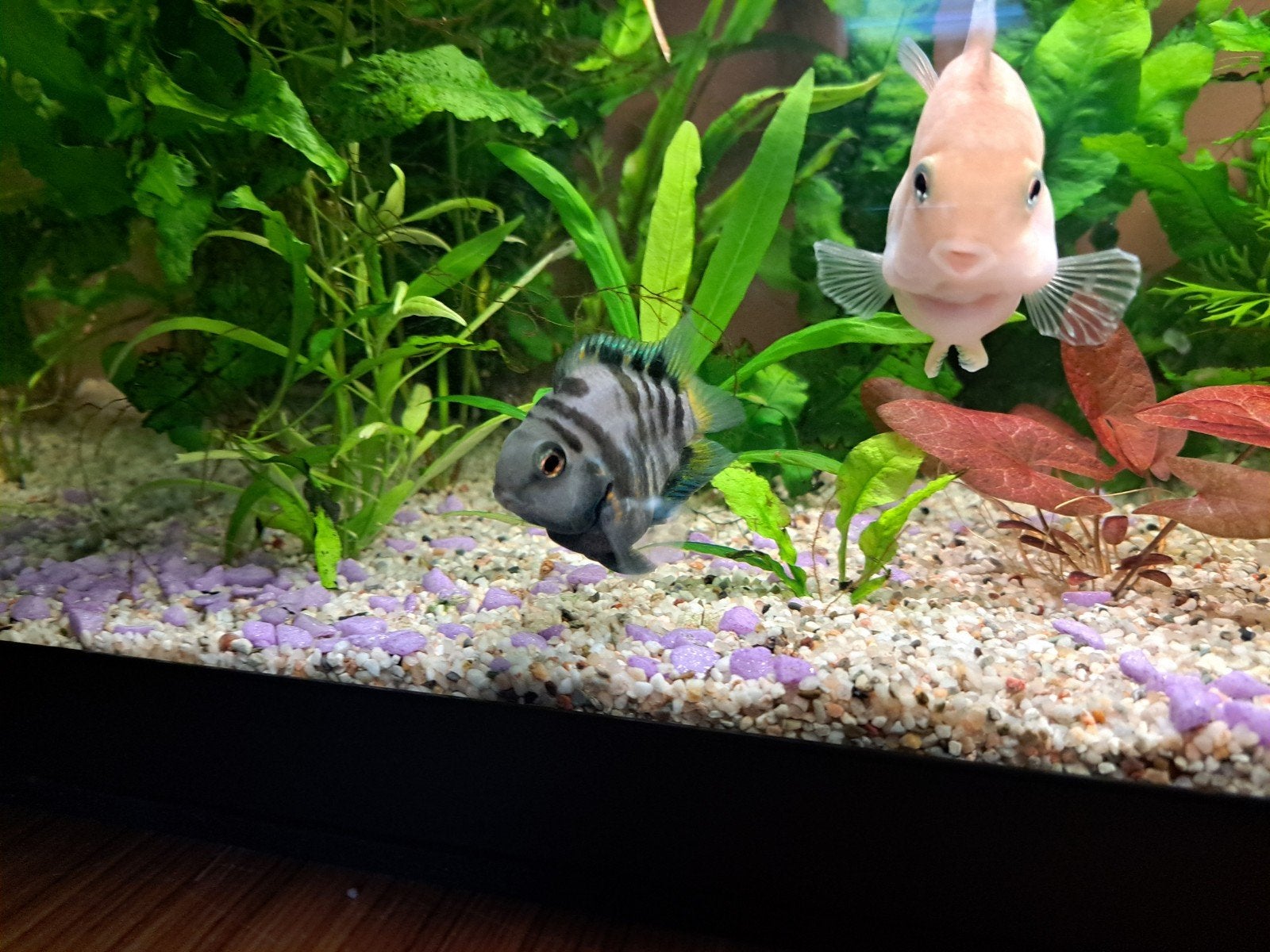Polar Blue Parrot Cichlid stel, Vis, Zoetwatervis