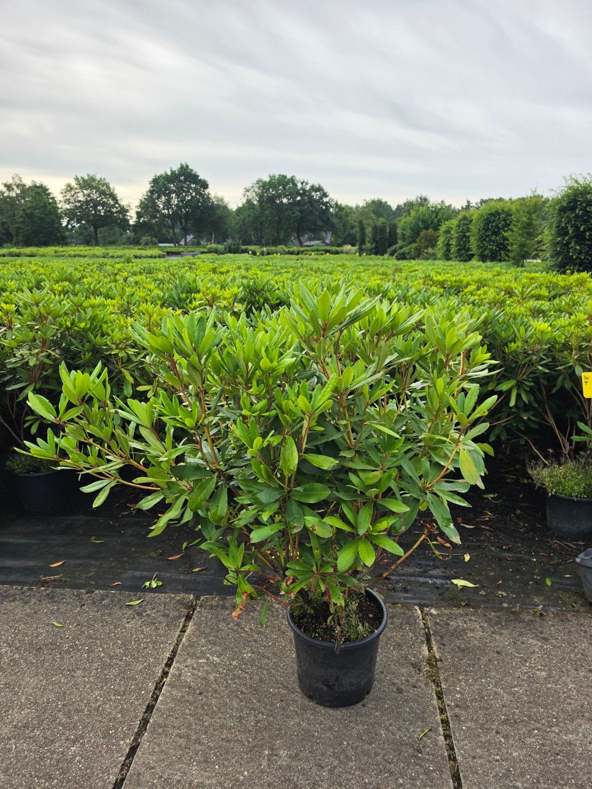 Rhododendron Catawbiense Select, Tuin en Terras, Planten | Struiken en Hagen, Ophalen, Rhododendron, Struik, 100 tot 250 cm