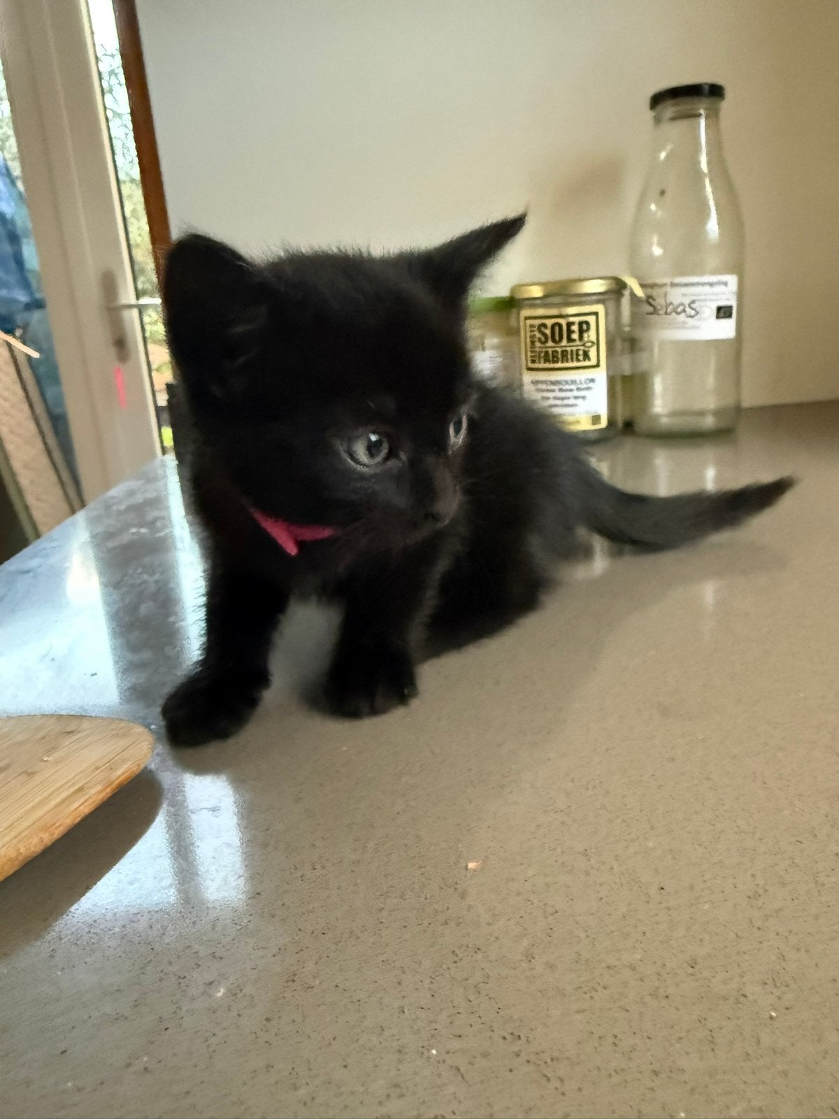 1 lieve kitten (vrouwtje), Meerdere dieren, Kortharig, 0 tot 2 jaar