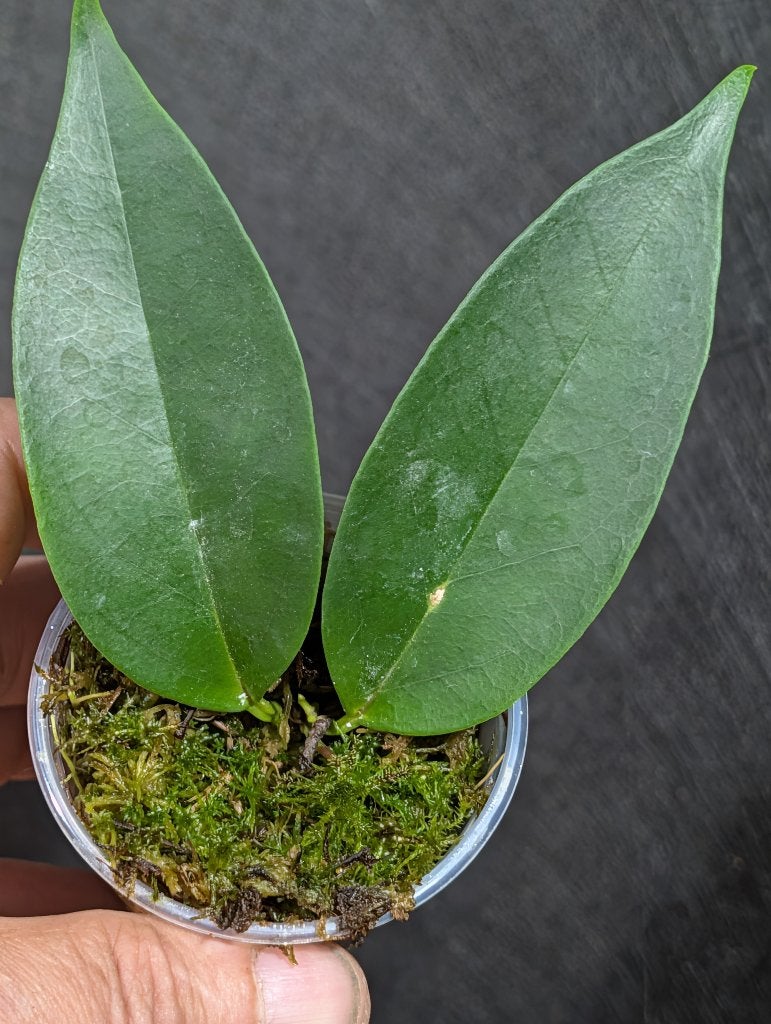 Hoya chloroleuca, Overige soorten, Minder dan 100 cm, Bloeiende kamerplant, Halfschaduw