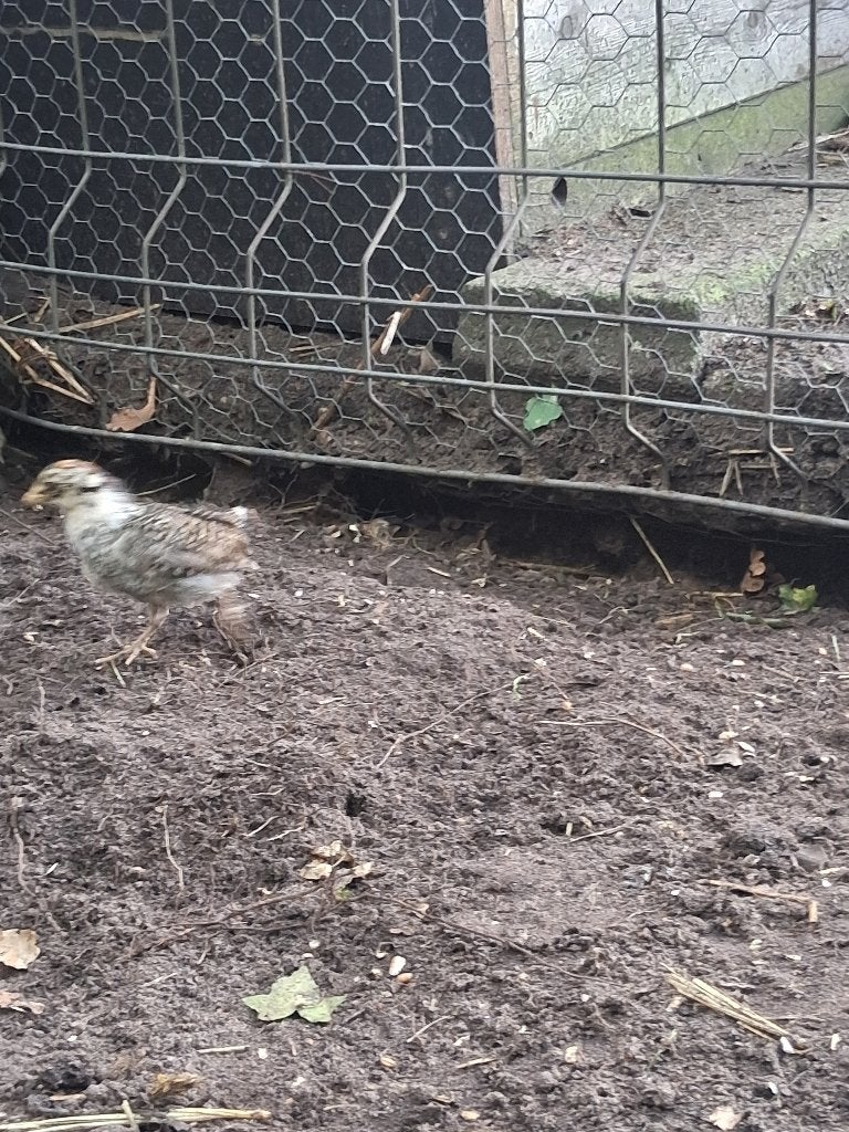 4  Kriel kuikens, Geslacht onbekend, Kip