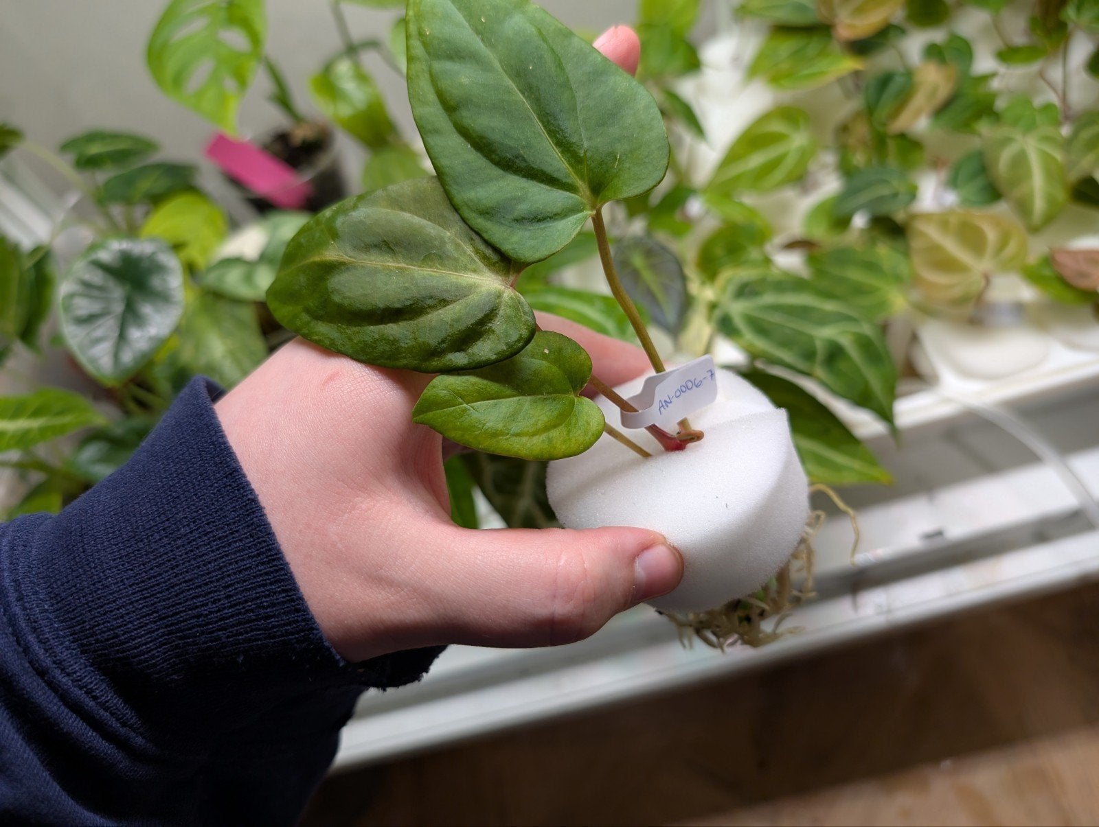 Anthurium Zaailingen Pap Indo Type x Pap Blue, Huis en Inrichting, Kamerplanten, Bloeiende kamerplant, Ophalen of Verzenden, Volledige schaduw