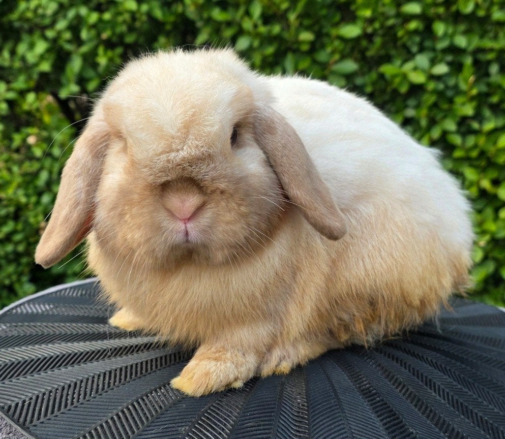 Minilop Ram, Mannelijk, Dwerg, Hangoor, 0 tot 2 jaar