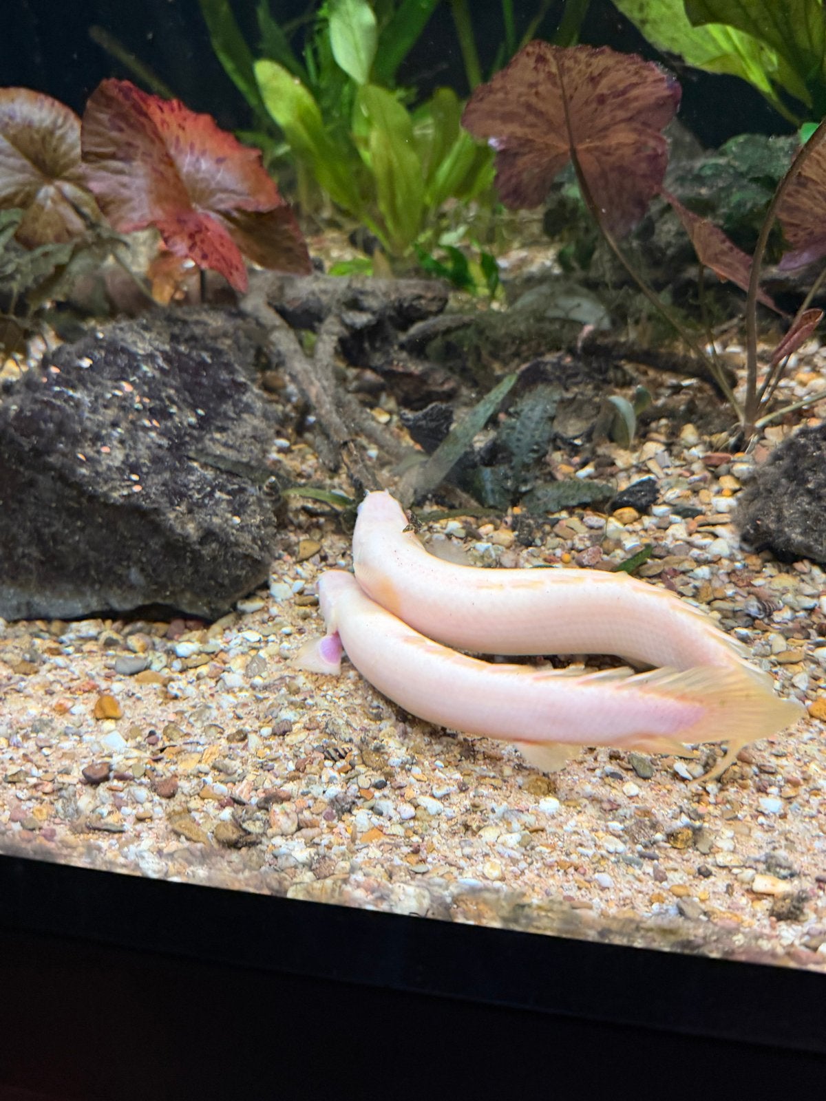 Kwastfin alen albino koppel