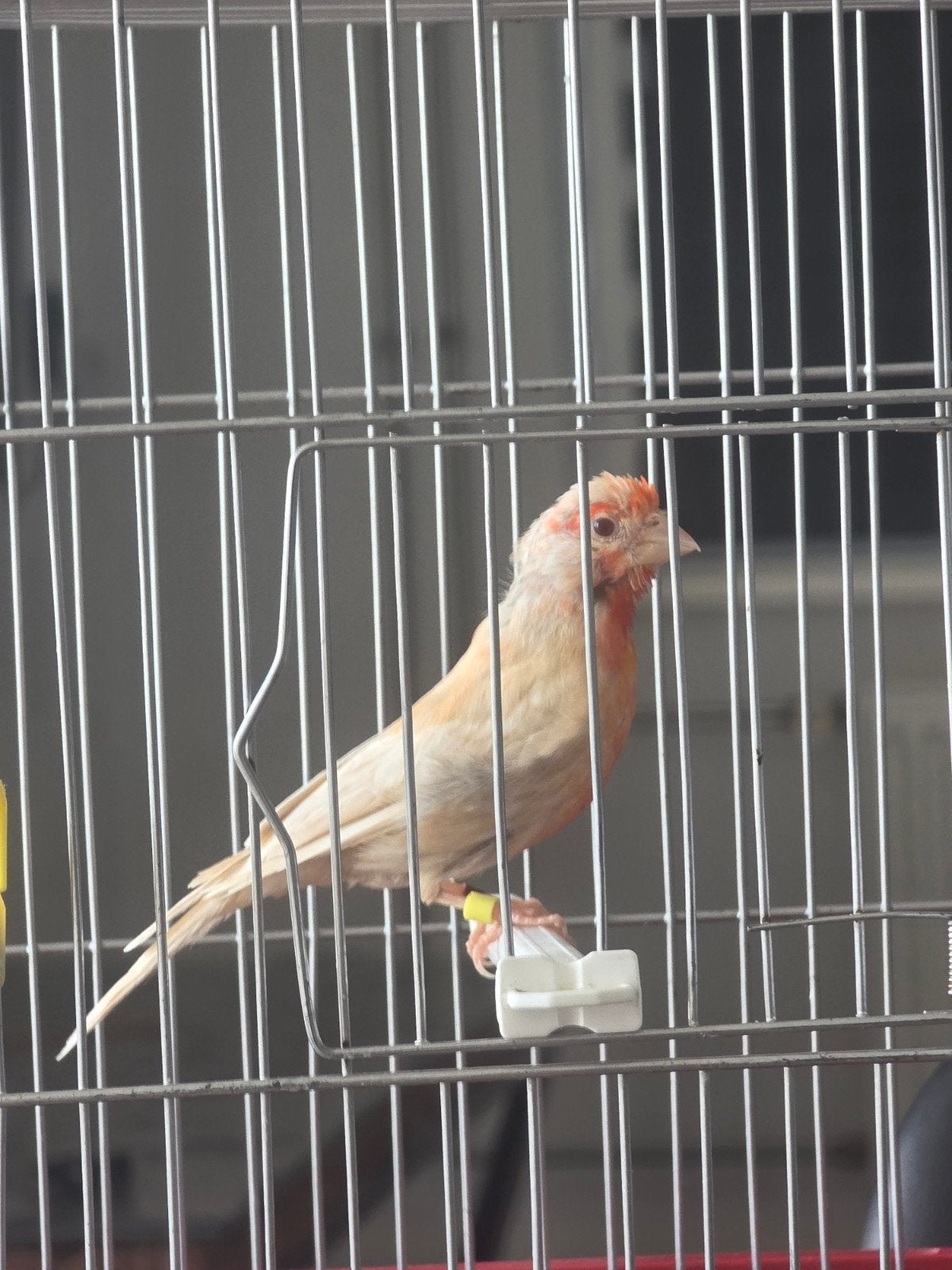 Roodmus pheo Man 2024 geringd, Dieren en Toebehoren, Vogels | Overige Vogels, Mannelijk, Geringd