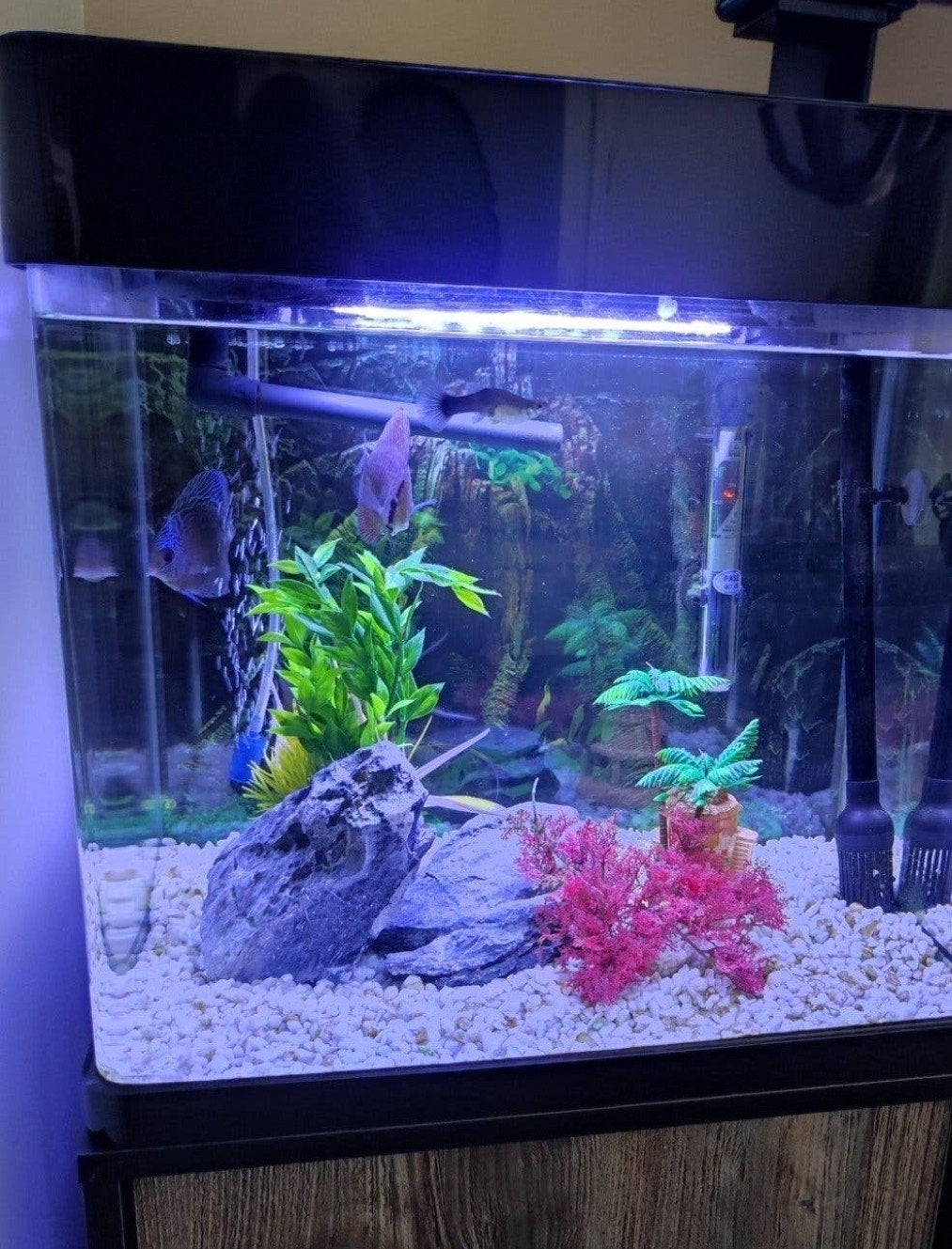 leuk aquarium superfish, Ophalen, Zo goed als nieuw, Gevuld zoetwateraquarium