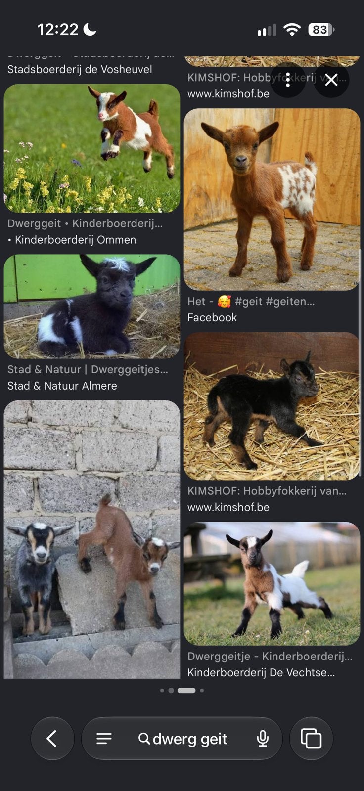 Gezocht jonge dwerggeitjes, Meerdere dieren, Geit, 0 tot 2 jaar
