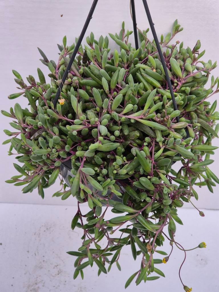 Senecio Herrianus Purple Flush p14, Ophalen of Verzenden, Halfschaduw, Minder dan 100 cm