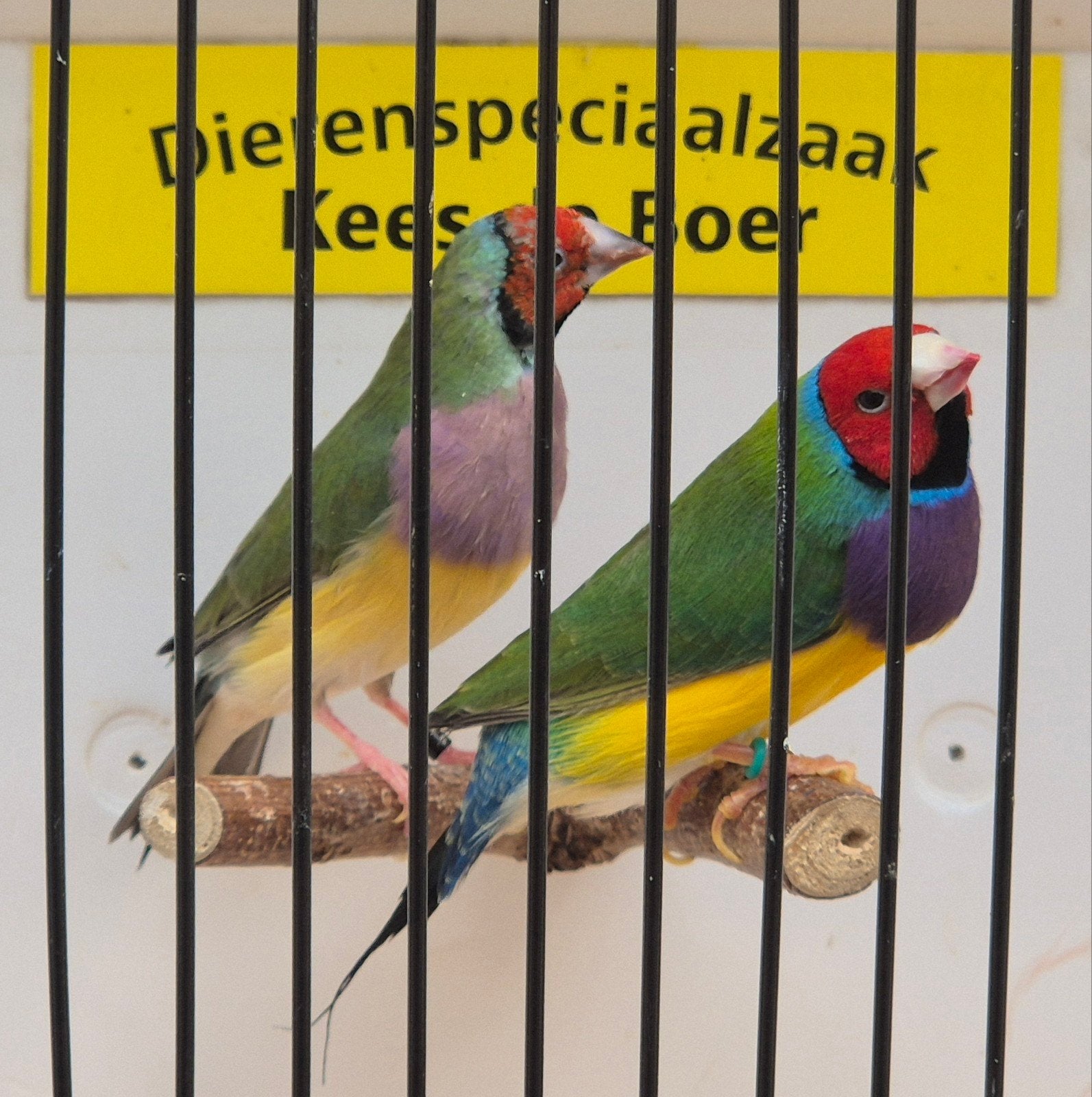 koppel roodkop goulds