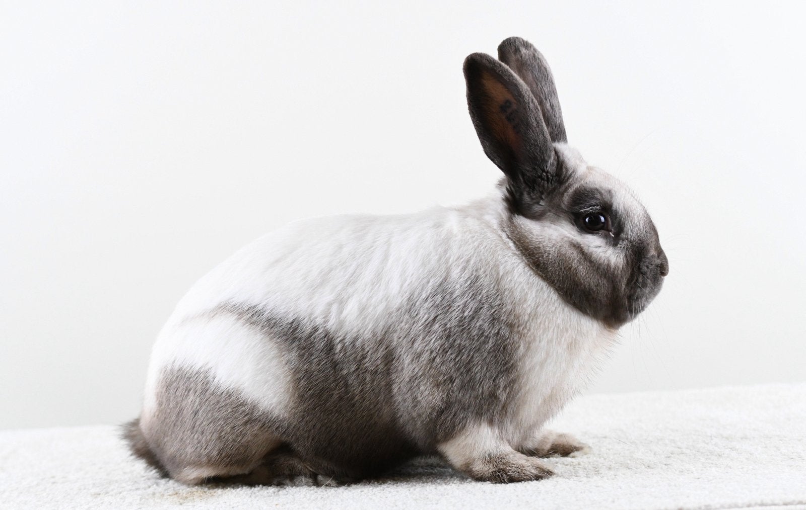 Sallander- en Rexkonijnen te koop!, Meerdere dieren, Middelgroot, 0 tot 2 jaar
