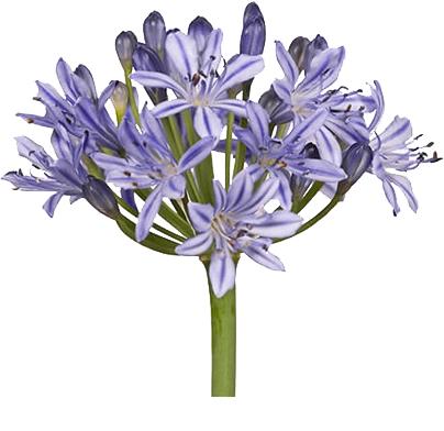 3 Afrikaanse lelie Agapanthus Summer Love veel bloemknoppen, Tuin en Terras, Ophalen of Verzenden, Vaste plant, Overige soorten