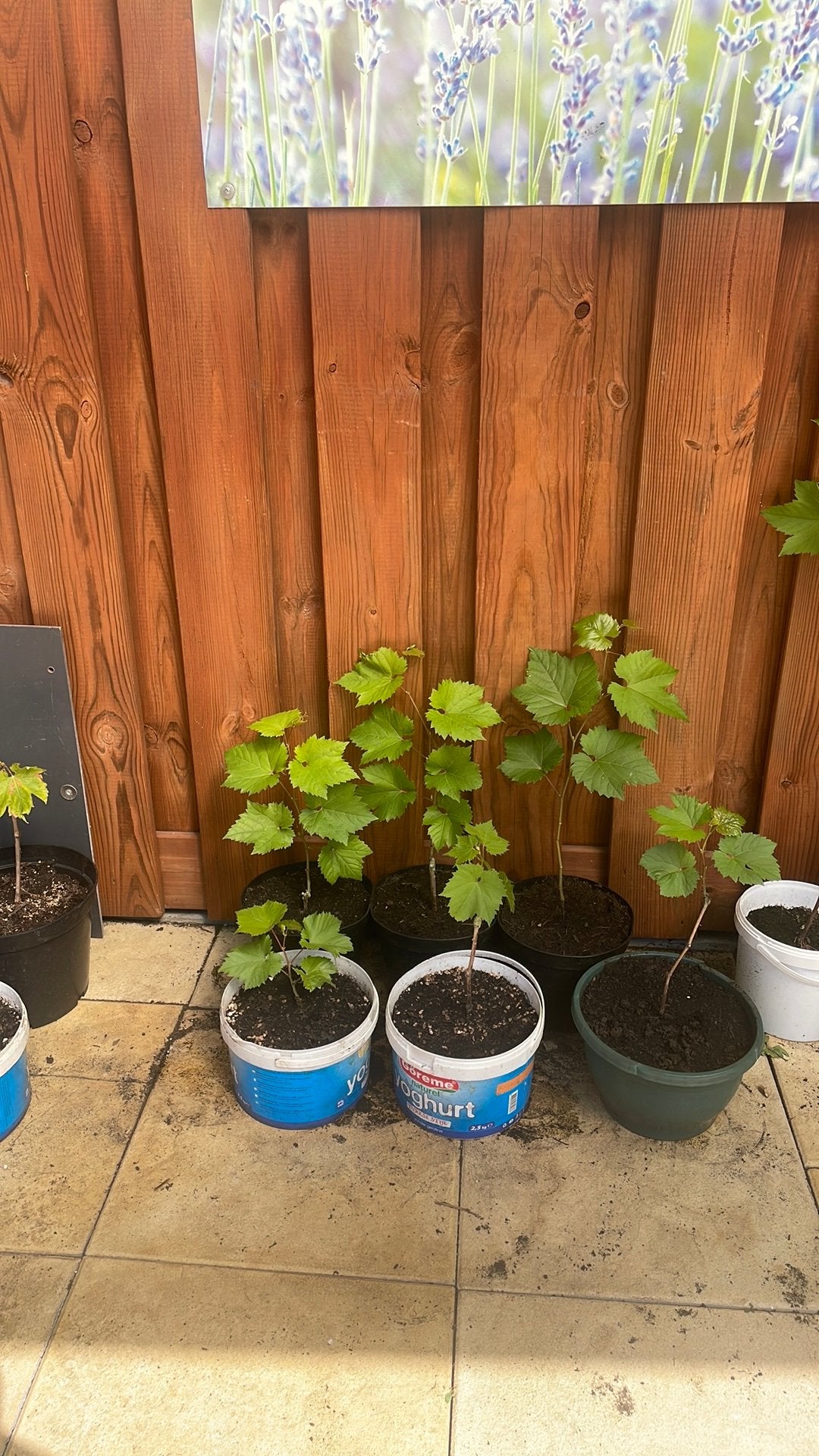 Druiven planten.    Per plant voor €2,50, Ophalen, Minder dan 100 cm, Overige soorten, Zomer