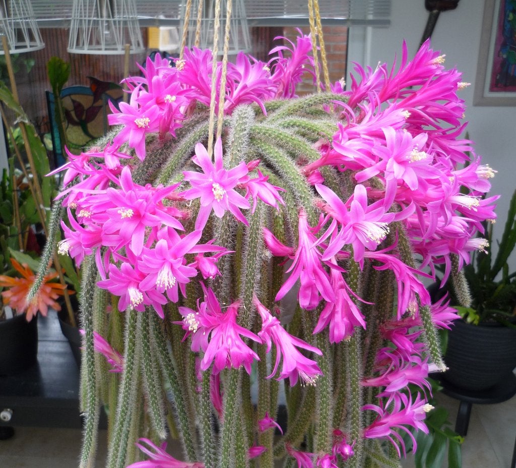 cactus - Epiphyllum - Aporocactus assorti, Ophalen of Verzenden, Cactus, Volle zon, Minder dan 100 cm