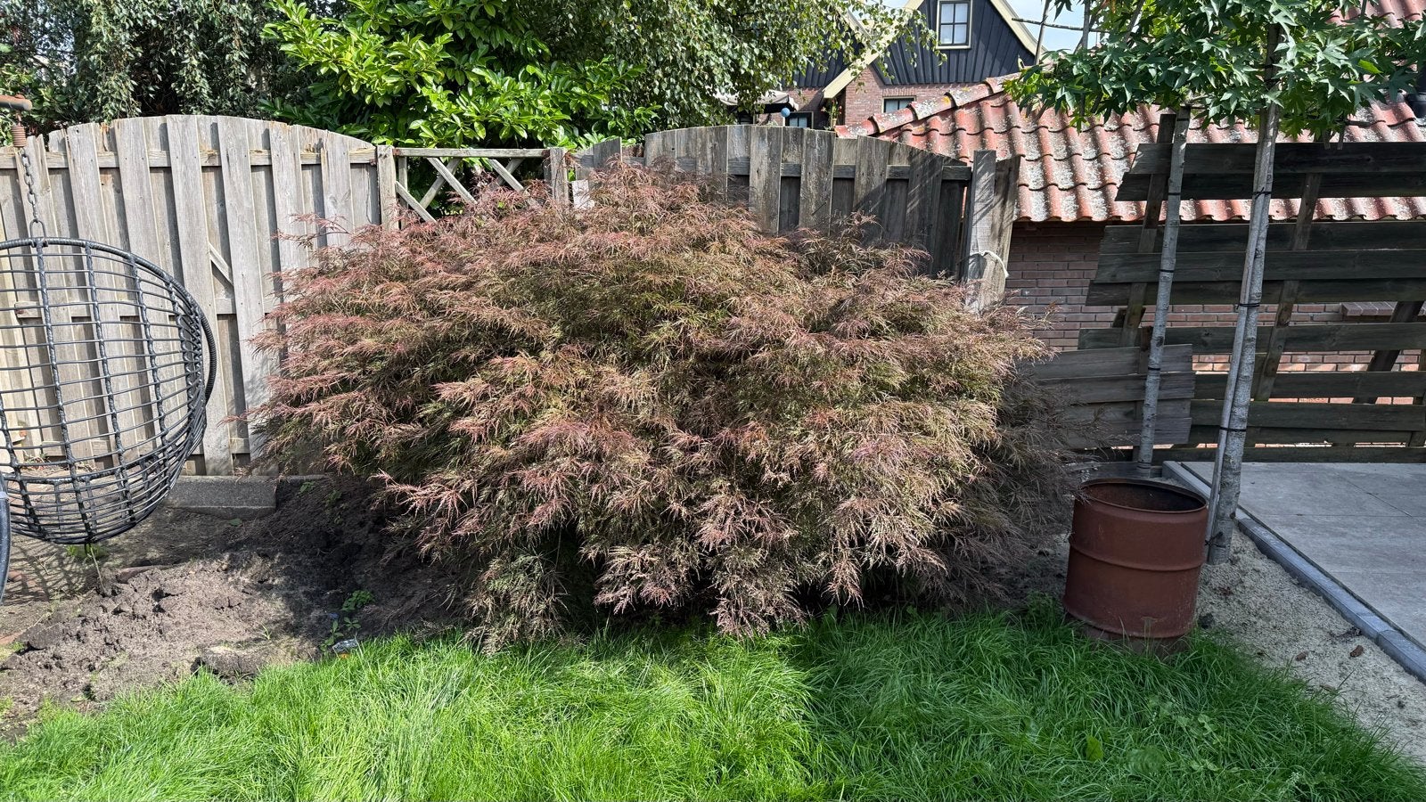 Grote Japanse Esdoorn (Acer palmatum), Ophalen, Halfschaduw, Overige soorten, Lente