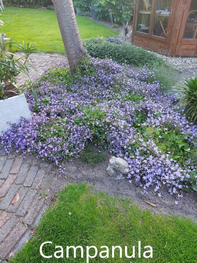Vaste tuinplanten en struiken, Tuin en Terras, Ophalen, Vaste plant, Overige soorten, Halfschaduw