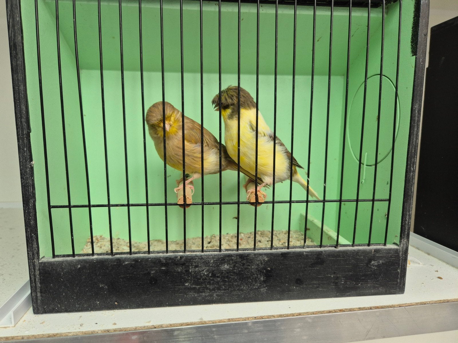 gloster kanaries, Dieren en Toebehoren, Meerdere dieren