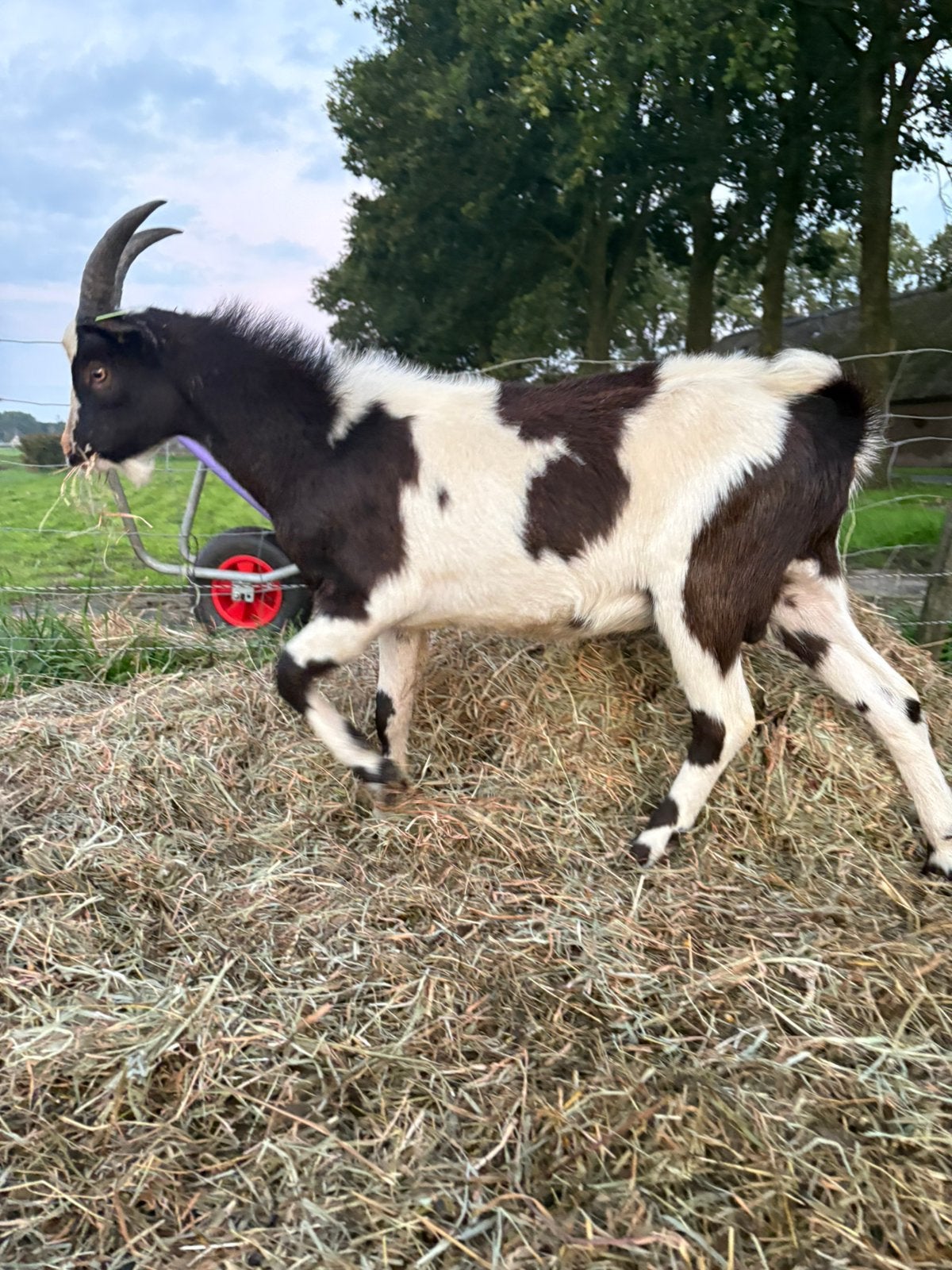 Bonte dekbok, Mannelijk, Schaap, 0 tot 2 jaar