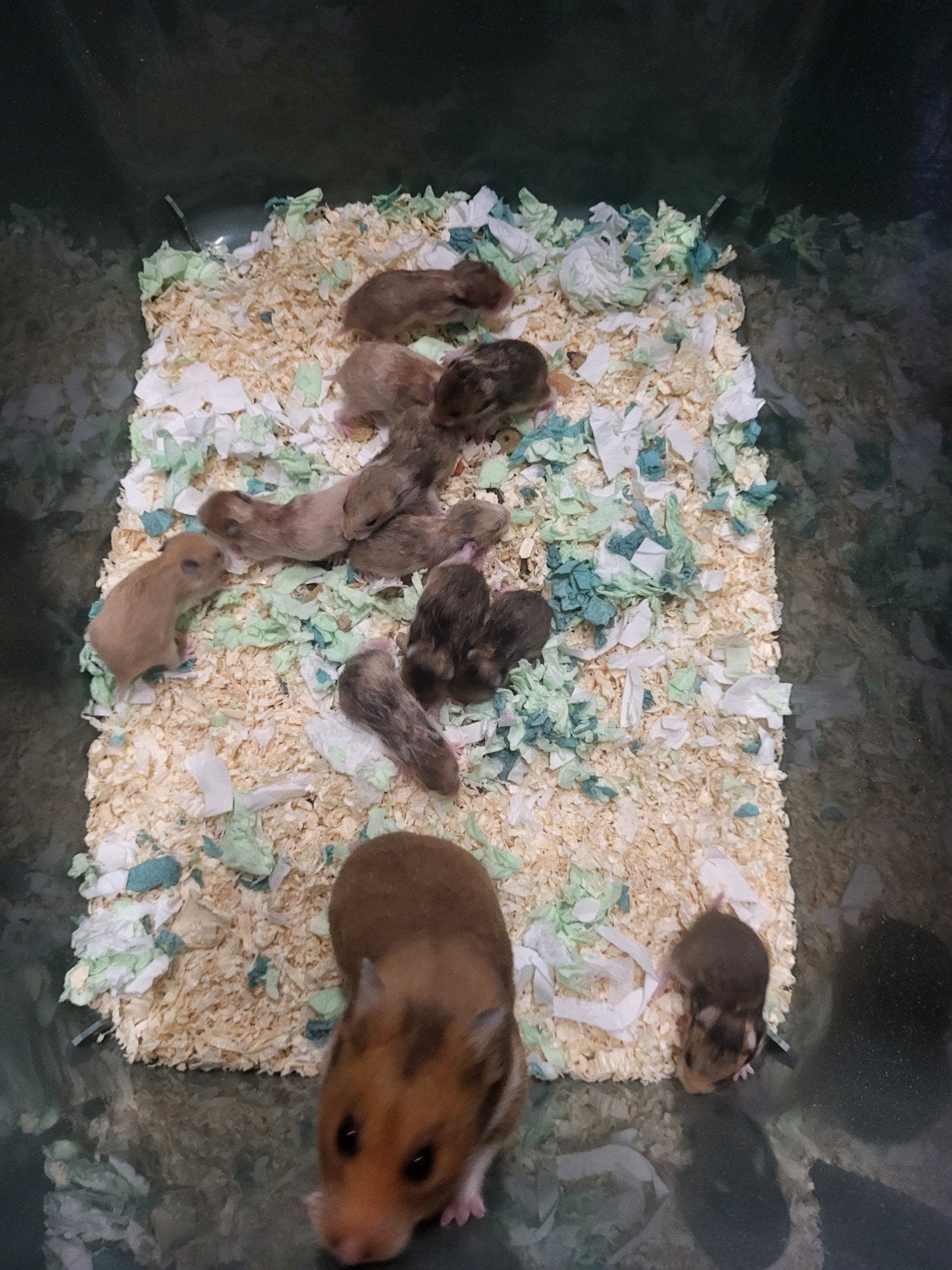 Wachtlijst Syrische hamsters, Dieren en Toebehoren, Hamster, Meerdere dieren, Tam, September
