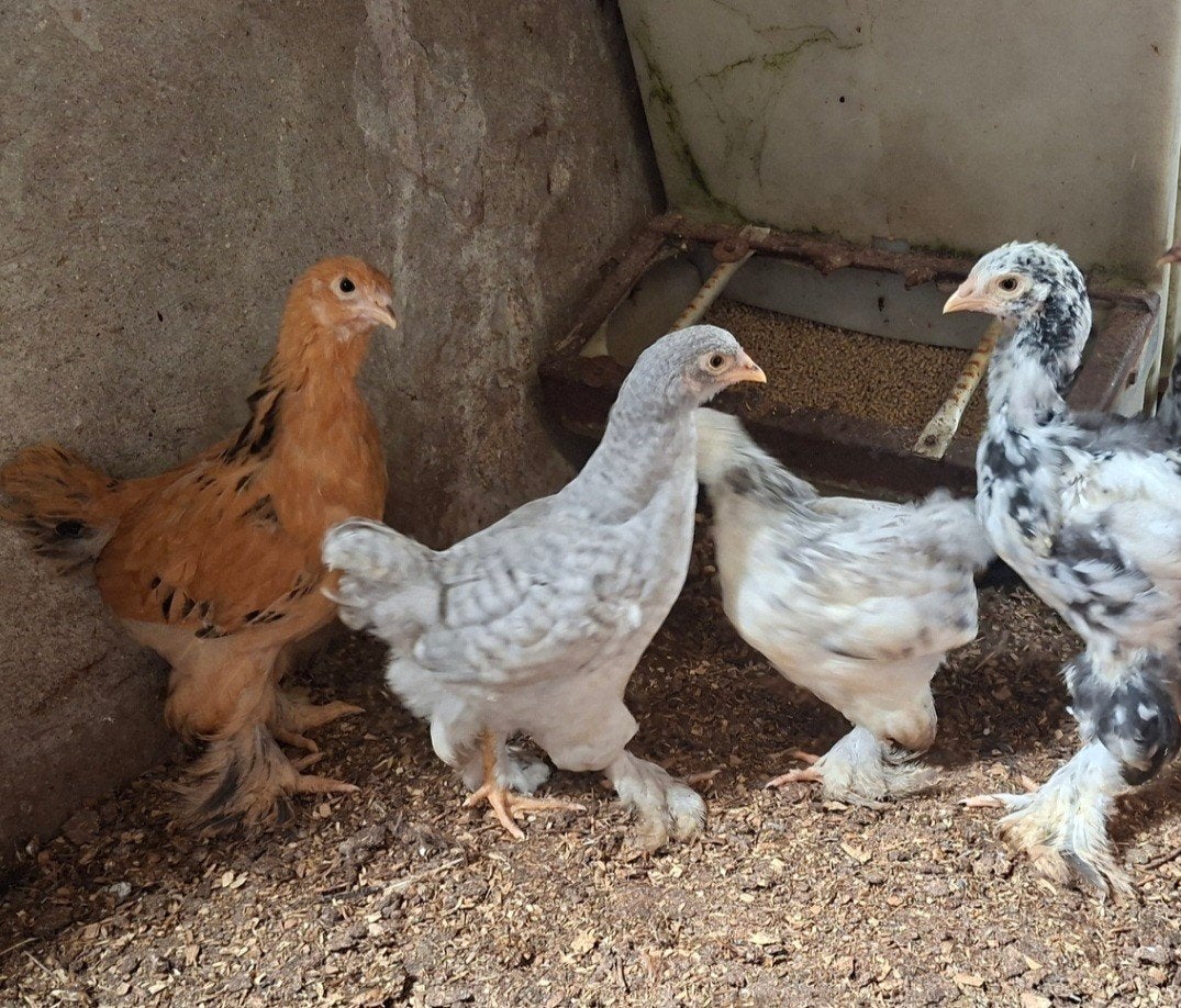Hennen kippen wyandotte  €15; p/s, Dieren en Toebehoren, Pluimvee, Meerdere dieren, Kip