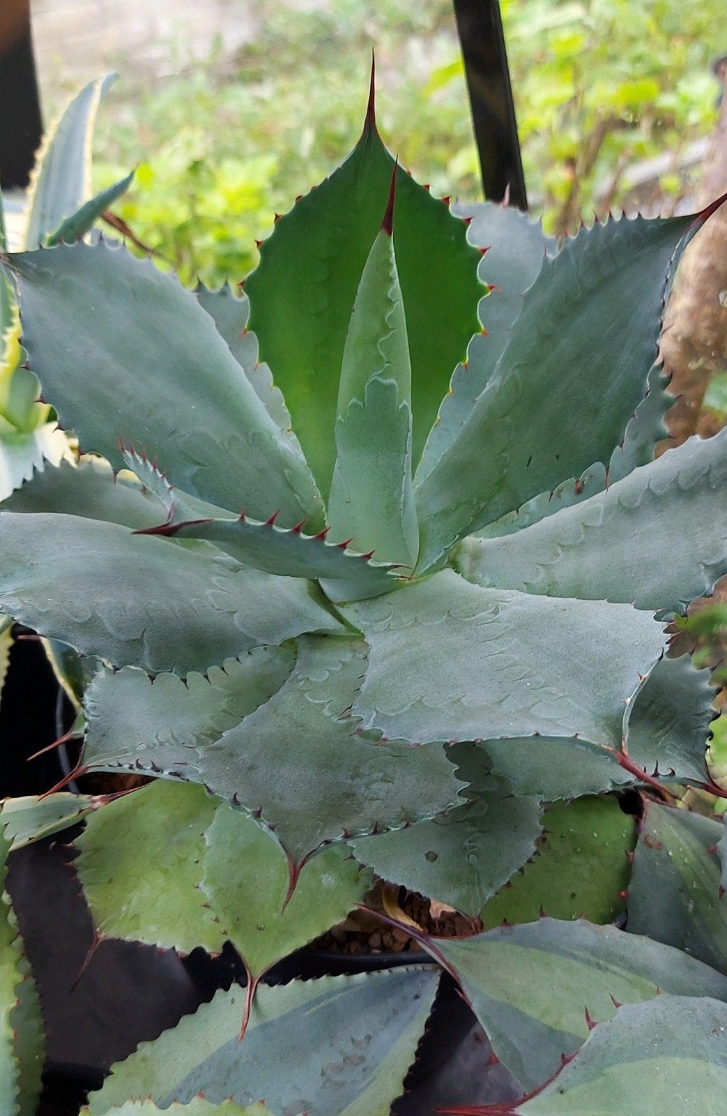 Agave Pygmaea compacte Agave, Tuin en Terras, Overige soorten, Volle zon, Vaste plant, Ophalen of Verzenden