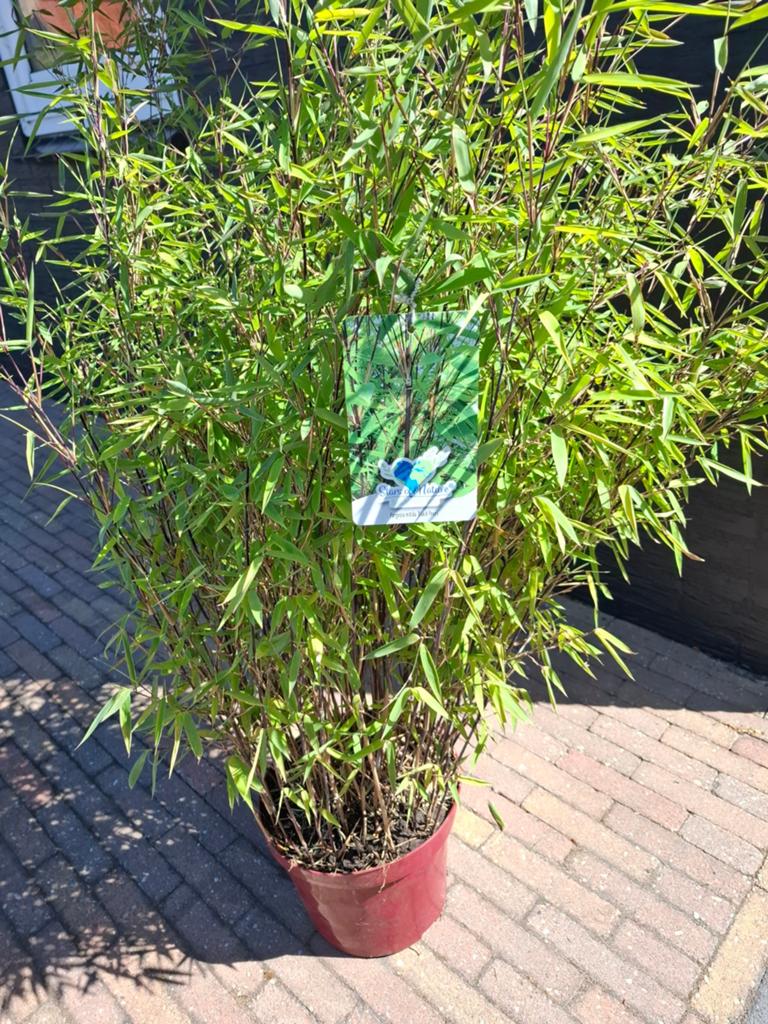 Te koop bamboe, Tuin en Terras, Ophalen, Bloeit niet, Halfschaduw, Overige soorten