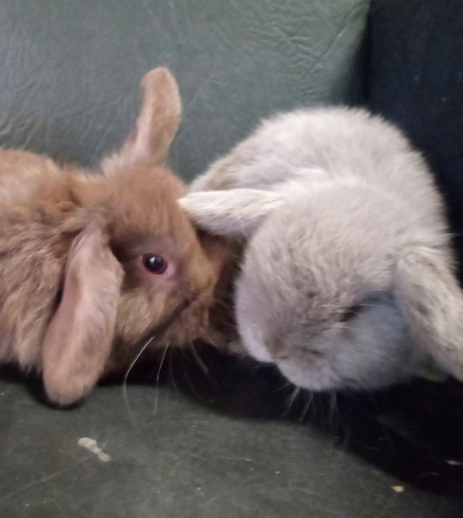 Prachtige raszuivere Minilopjes, Dieren en Toebehoren, Konijnen, Meerdere dieren, Dwerg, Hangoor, 0 tot 2 jaar