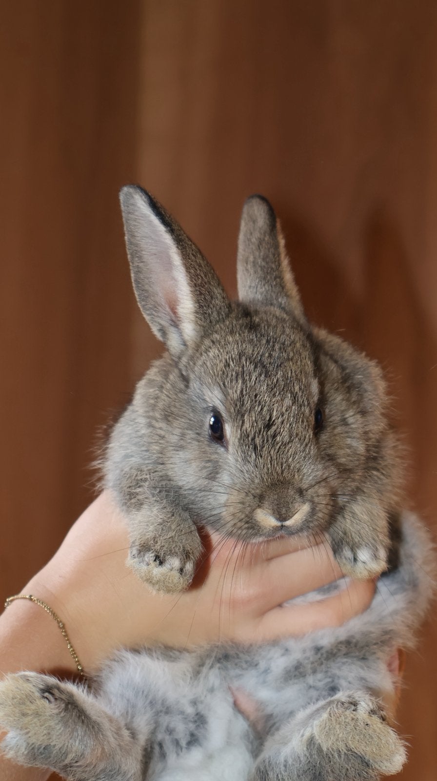 Baby konijntjes te koop vlaamse reus x leeuwenkopje, Dieren en Toebehoren, Meerdere dieren