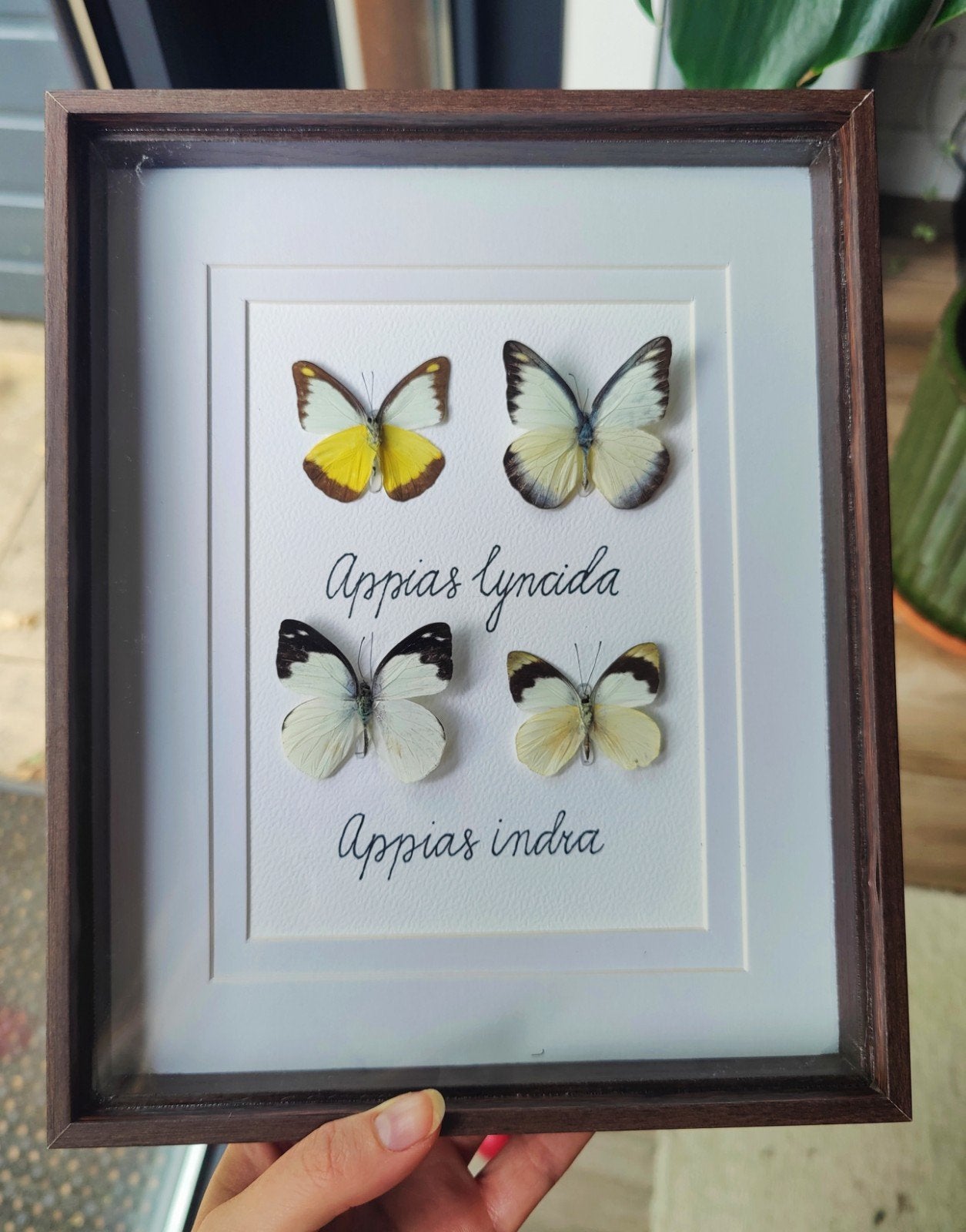 Opgezette vlinder in lijst - Appias indra/lyncida, Ophalen of Verzenden
