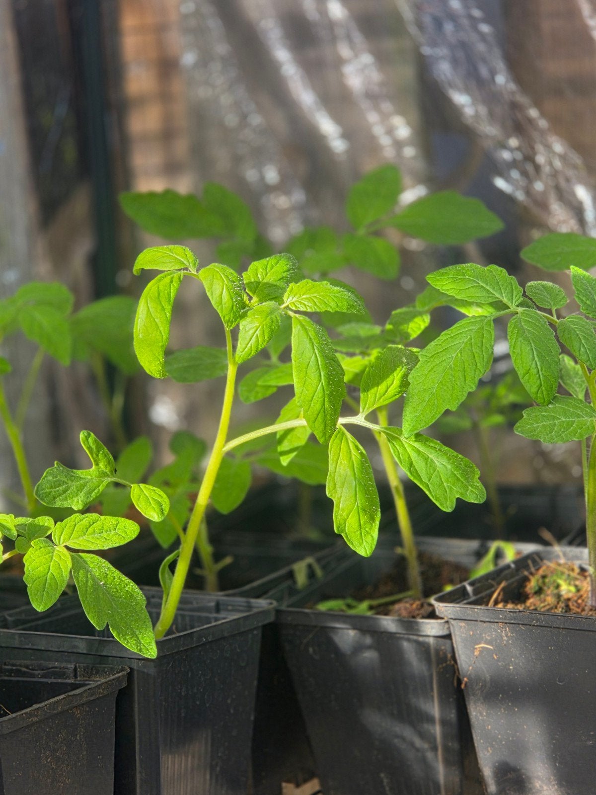 Jonge Tomatenplantjes - Klaar voor uw Moestuin, Tuin en Terras, Ophalen, Volle zon, Eenjarig, Zomer