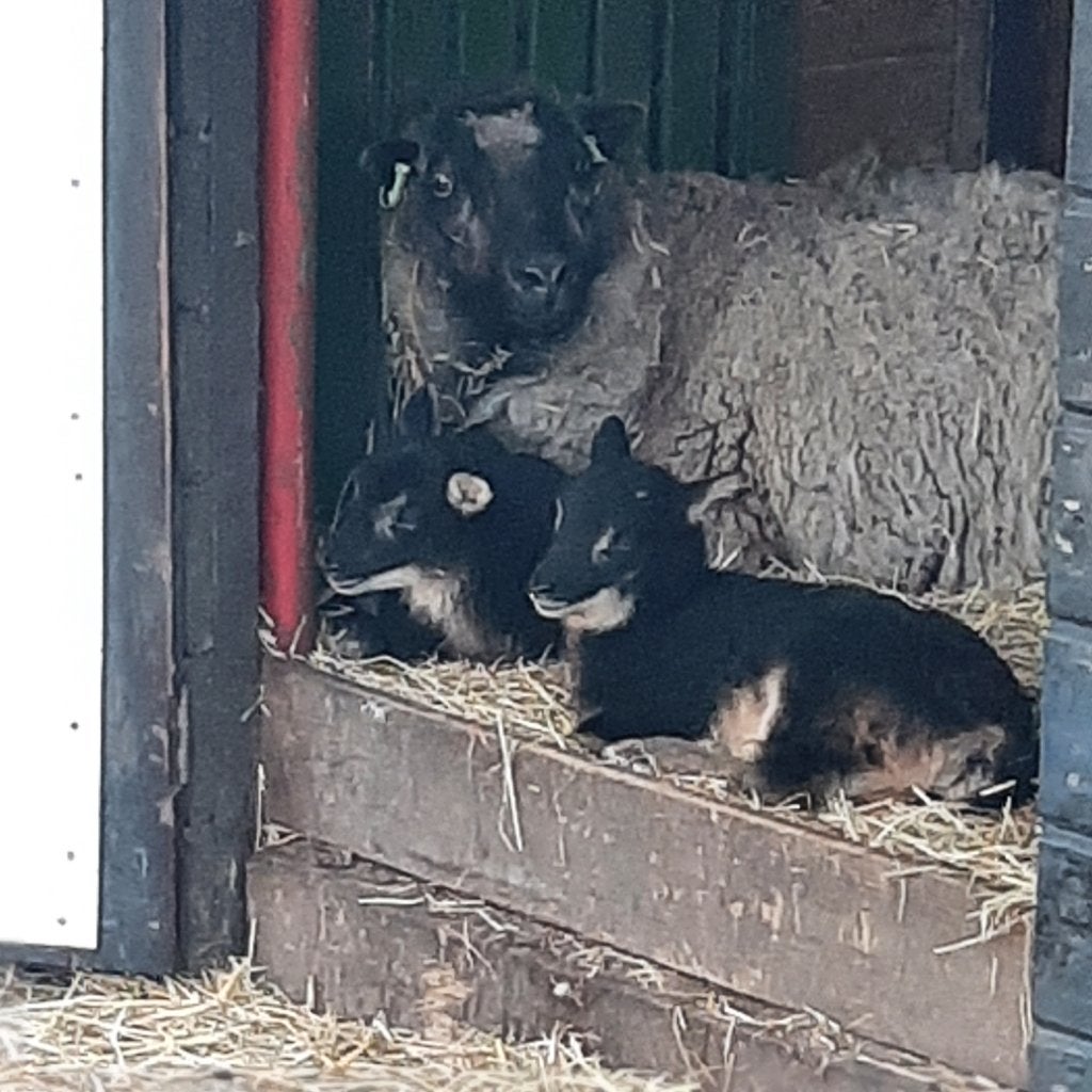 Te koop  mooie schetlandooien en dekrammen en  ooilammeren, Dieren en Toebehoren, Vrouwelijk, Schaap, 6 jaar of ouder