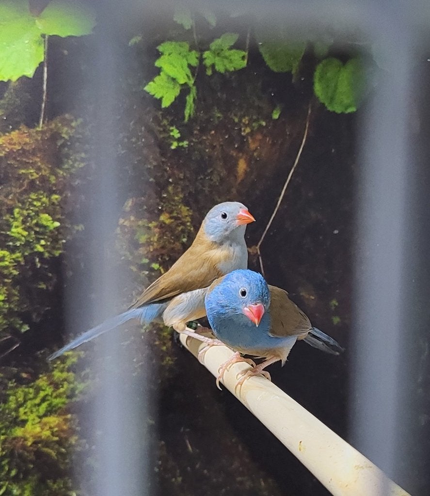 Koppeltje blauwkop blauwfazantjes geringd 2026, Dieren en Toebehoren, Meerdere dieren, Geringd