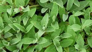 Biologische Salie, Rozemarijn en Laurier uit biologisch tuin, Tuin en Terras, Planten | Tuinplanten, Volle zon, Vaste plant, Ophalen of Verzenden