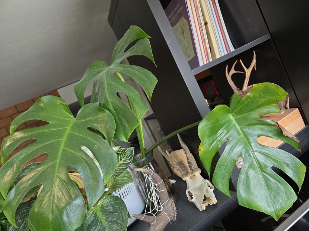 Monstera stek, Groene kamerplant, Ophalen, Volle zon, Minder dan 100 cm