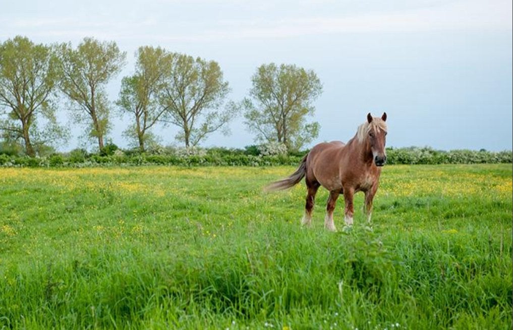 Mede - koper gezocht voor aankoop/splitsing weiland, Weidegang