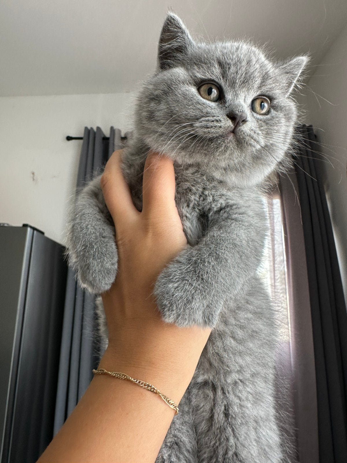 Britse Korthaar  Kittens, Kater
