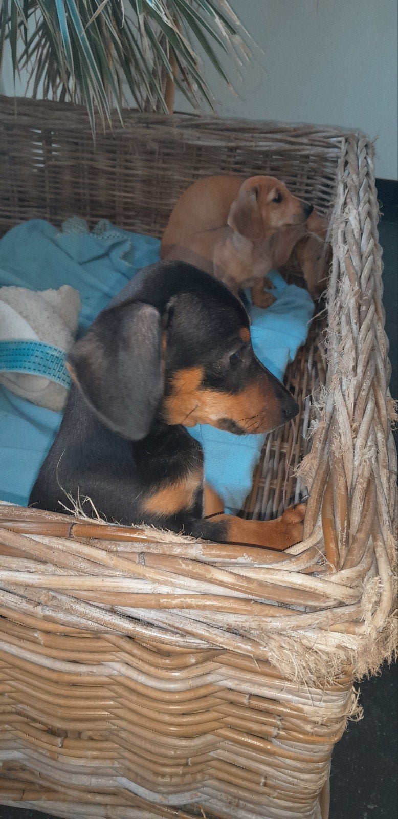 Speelse Dwergteckel pups., Dieren en Toebehoren, Honden | Teckels en Dashonden, Parvo, 8 tot 15 weken, Korthaar, Dwerg