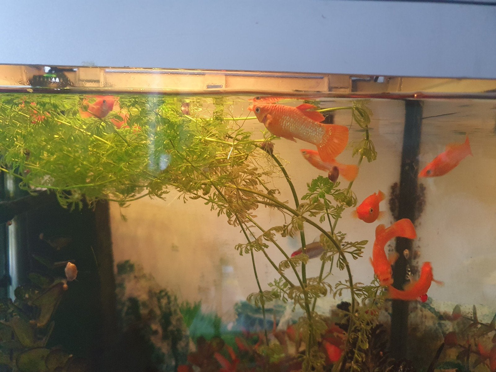 Te koop aquariumvissen, Vis