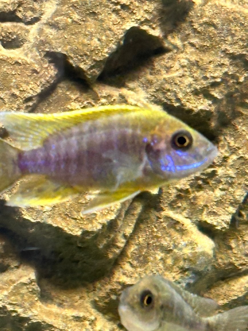 20 stuks Aulonocara Mamalela, Dieren en Toebehoren, Vissen | Aquariumvissen, Vis