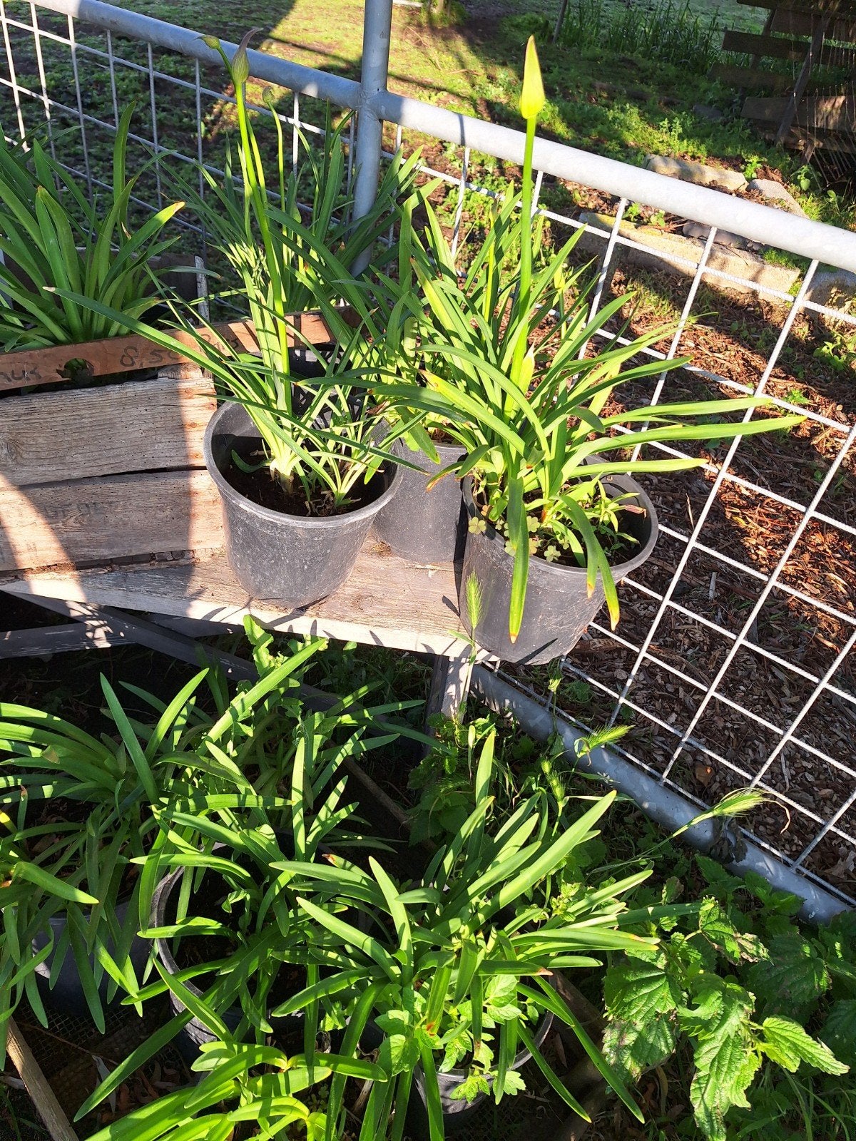 Agapanthus, Tuin en Terras, Vijvers, Ophalen of Verzenden