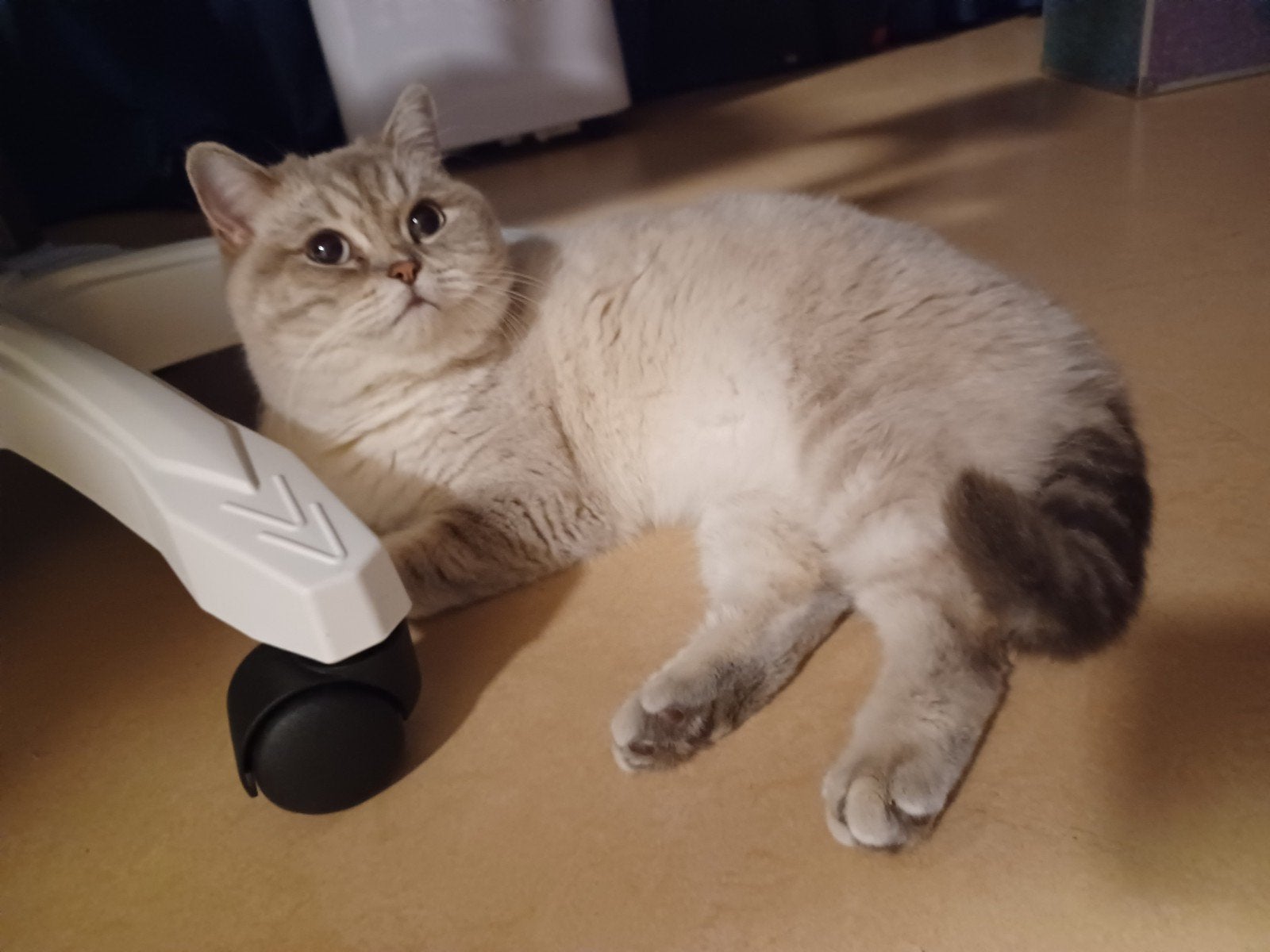 vrouwlijke britse korthaar 2 jaar oud, Poes, Gechipt, 0 tot 2 jaar