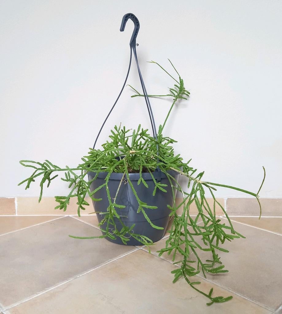 Rhipsalis - Koraalcactus in hangpot, Ophalen, Halfschaduw, Minder dan 100 cm, Groene kamerplant